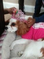 Bella Cavalier King Charles Spaniel breeder