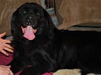 Newfoundland Dog thumbnail
