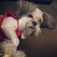 Megan - Shih Tzu Stud