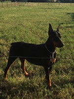 Jill Moore - Doberman Pinscher Stud