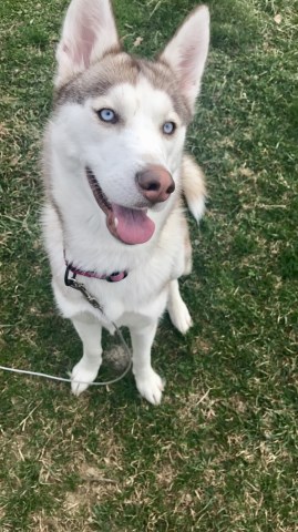 Siberian Husky Breeder 27486