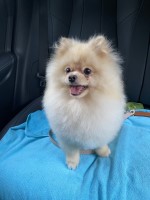 Shake Andreasian - Pomeranian Stud