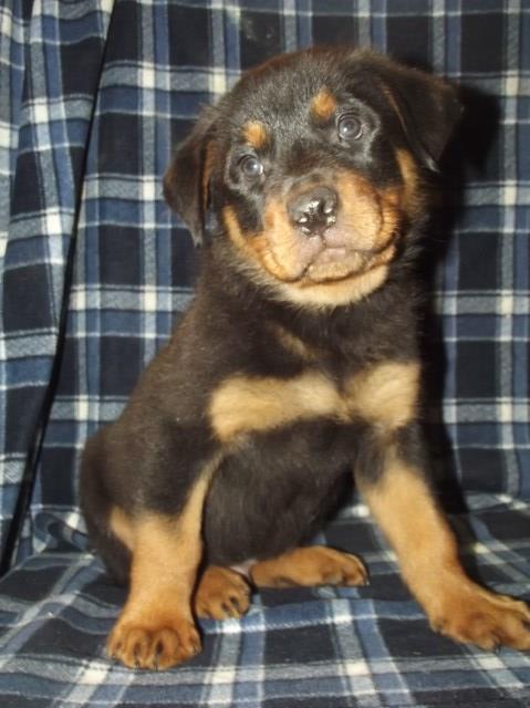 Rottweiler Breeder 22100