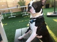 Mairym Castro - Boston Terrier Stud