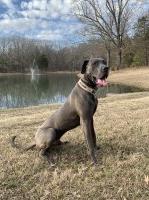 Joe - Great Dane Stud