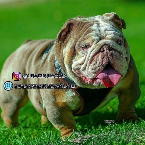 English Bulldog Stud 31435