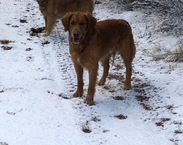 Plumas Golden Retrievers