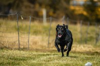 Cenk Tuncan - Labrador Retriever Stud