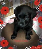 Iowadoodles2love Goldendoodle breeder