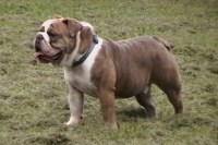 Muggsuggsbulldogs English Bulldog for breeder