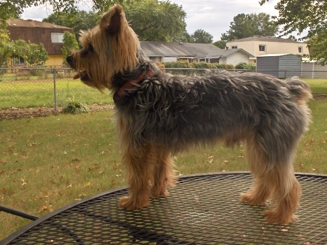 Yorkshire Terrier Stud 28620