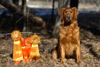 Jessica M - Golden Retriever Stud
