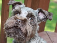 Kimberly Tyner Jones - Miniature Schnauzer Stud