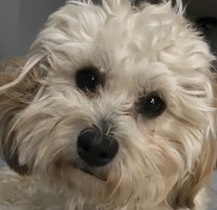 Nadya - Bichon Frise Stud