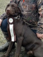 Megan Eichelberger - Labrador Retriever Stud