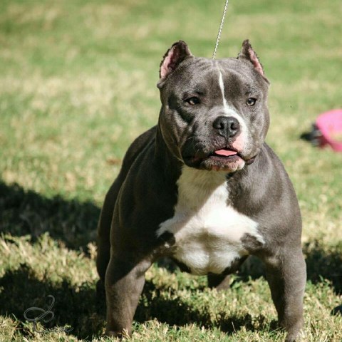 Exquisite Exotic Bullies, American Pit Bull Terrier Breeder in Dallas ...