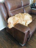 Rachelle Dunlap - Goldendoodle Stud