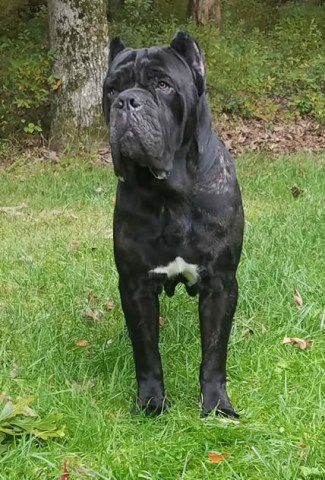 Cane Corso Breeder 25799