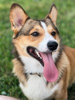 Nancy Smith - Pembroke Welsh Corgi Stud