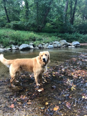 Golden Retriever Stud 29388