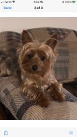 Christin - Yorkshire Terrier Stud