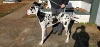 Rebecca Kingery - Great Dane Stud