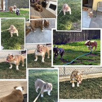 Mike - English Bulldog Stud