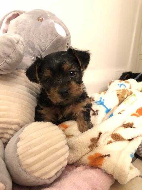 Yorkie Stud North Florida