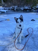 Aibhlinn Moore - Siberian Husky Stud