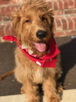 Janine M. - Goldendoodle Stud