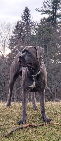 Cane Corso Stud 27912