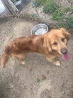 Trinity - Golden Retriever Stud