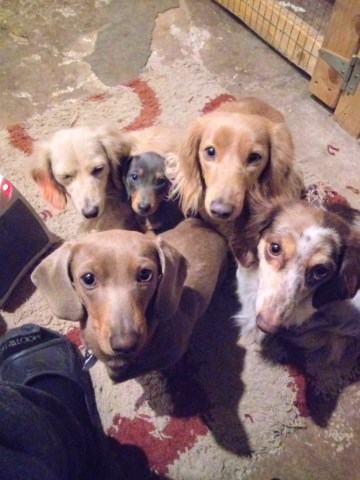 Heritage Doxies