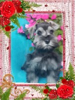 Indiana Schnauzer Puppies Miniature Schnauzer breeder