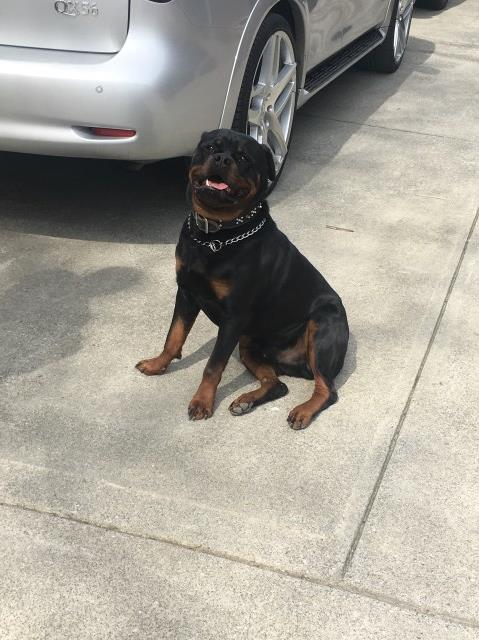 Rottweiler Stud 26821