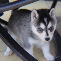 Once upon a Pomsky Pomsky breeder