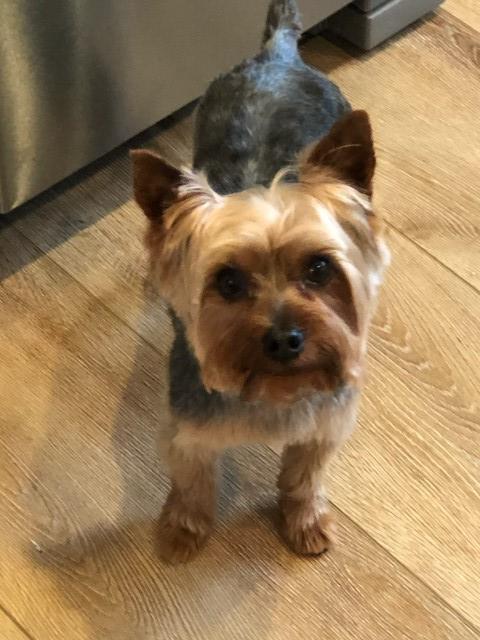 Yorkshire Terrier Stud 31117