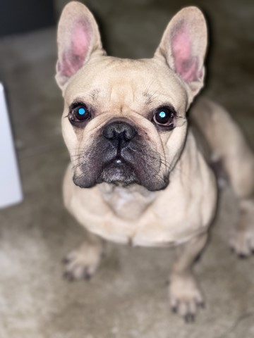 French Bulldog Stud 29783