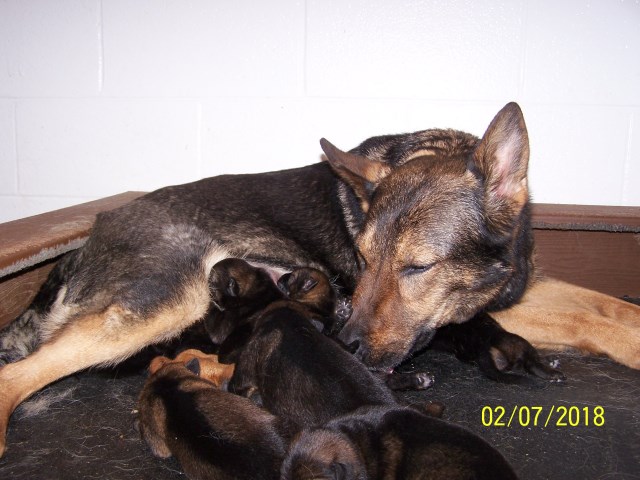 German Shepherd Dog Breeder 25939