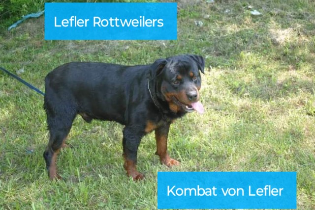 lefler rottweilers