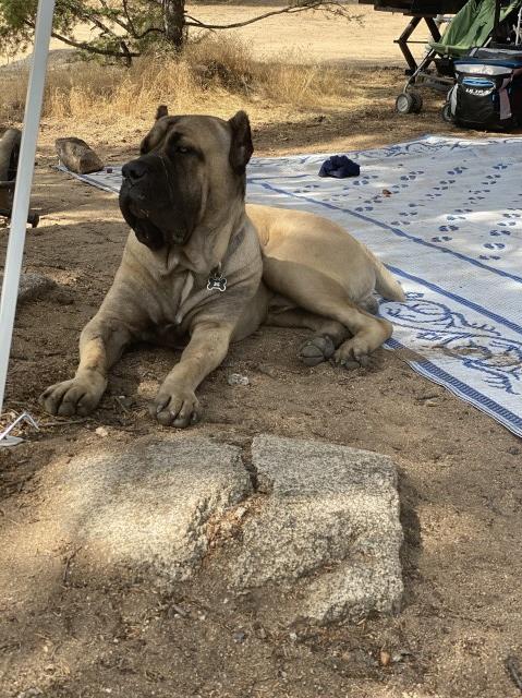 Cane Corso Stud 29507