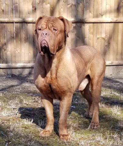 Dogue De Bordeaux Stud 26734