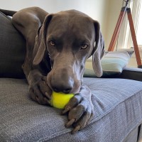 Tanya - Weimaraner Stud
