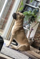 Fabi L. - Cane Corso Stud