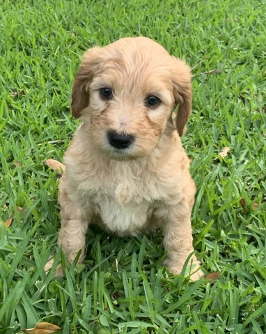 Goldendoodle Breeder 26968