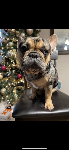 Exotic Frenchies LLC