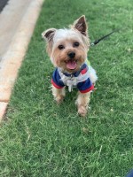 Shaun - Yorkshire Terrier Stud