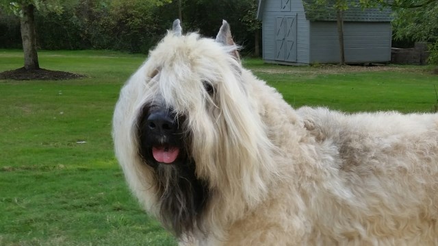 Bouvier Des Flandres Stud 26243