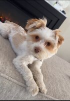 Precious Cargo Kennel