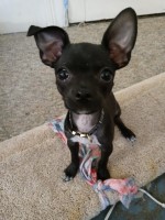 jennifer lintz - Chihuahua Stud